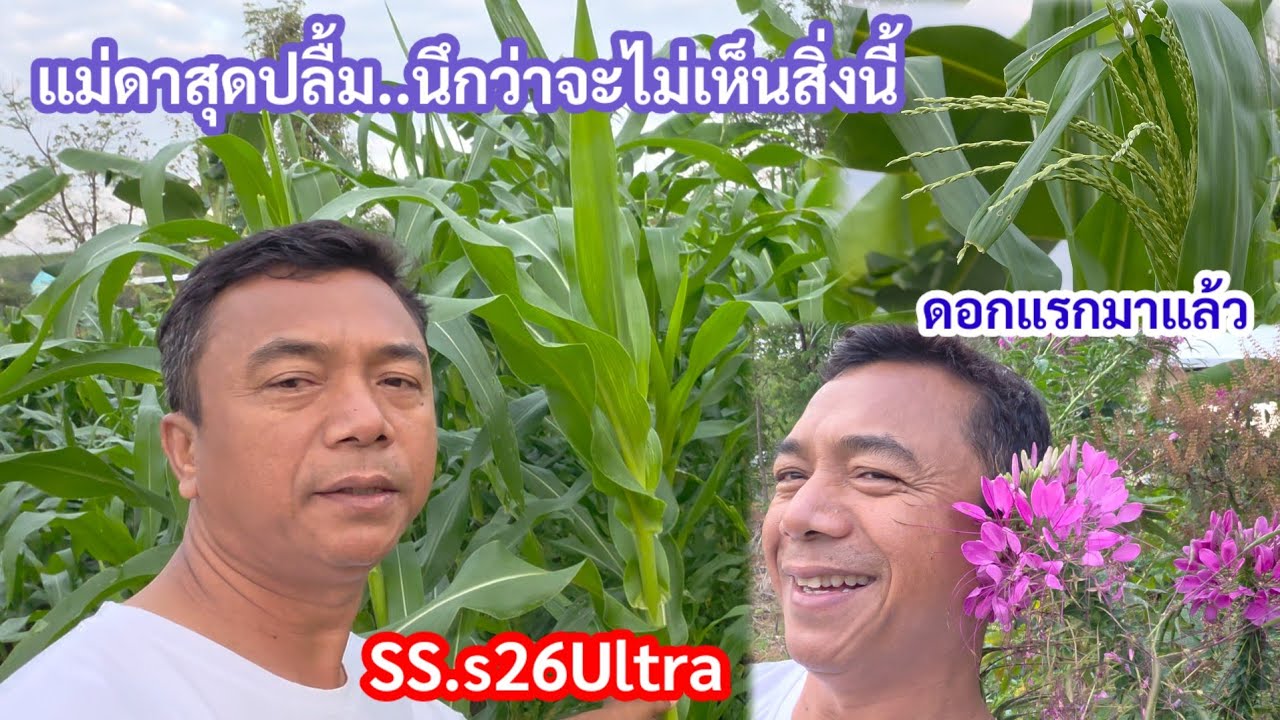 แม่ดาสุดดีใจนึกว่าจะไม่ได้เห็นสิ่งนี้ !ดอกแรกของปีมาแล้ว #SumsungS26Ultra ทำไมราคาไม่ถึงหมื่น