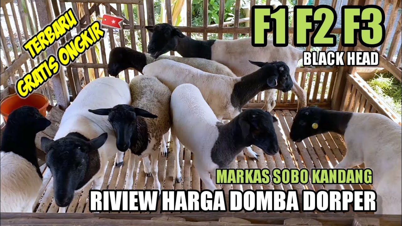 RIVIEW HARGA DOMBA DORPER TERBARU F1 F2 F3 JANTAN BETINA KEPALA HITAM DI MARKAS SOBO KANDANG BLITAR