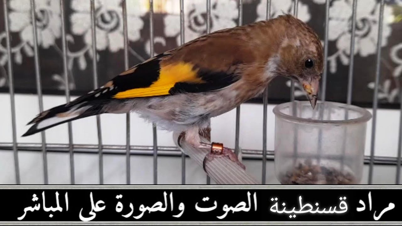 تحت طلب المتكرر لمشاهيدينا الكرام مراد وتكملتا الفيديو السابق لتلقيم فراخ الحسون معلومة مفيدة 2022