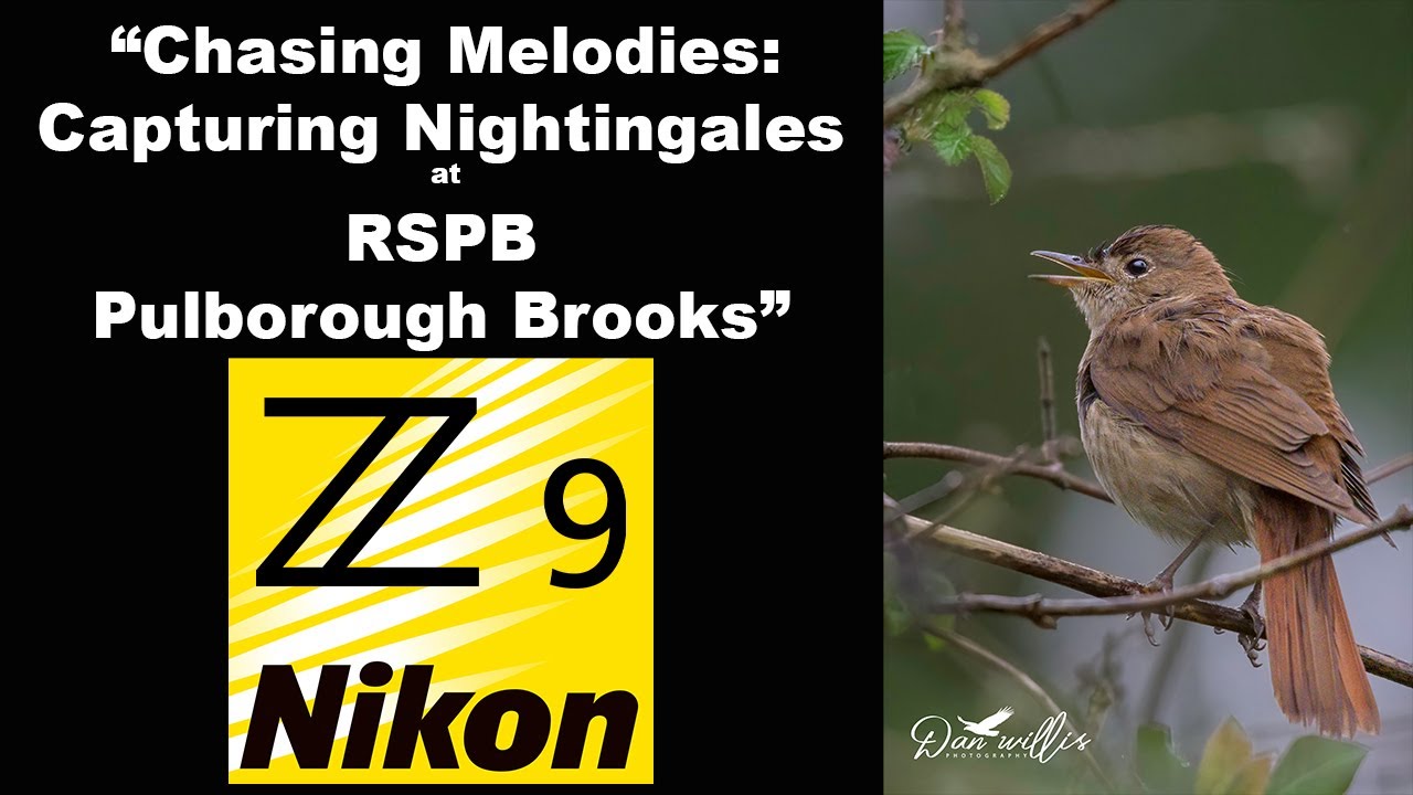 Chasing Melodies: Capturing Nightingales at RSPB Pulborough Brooks