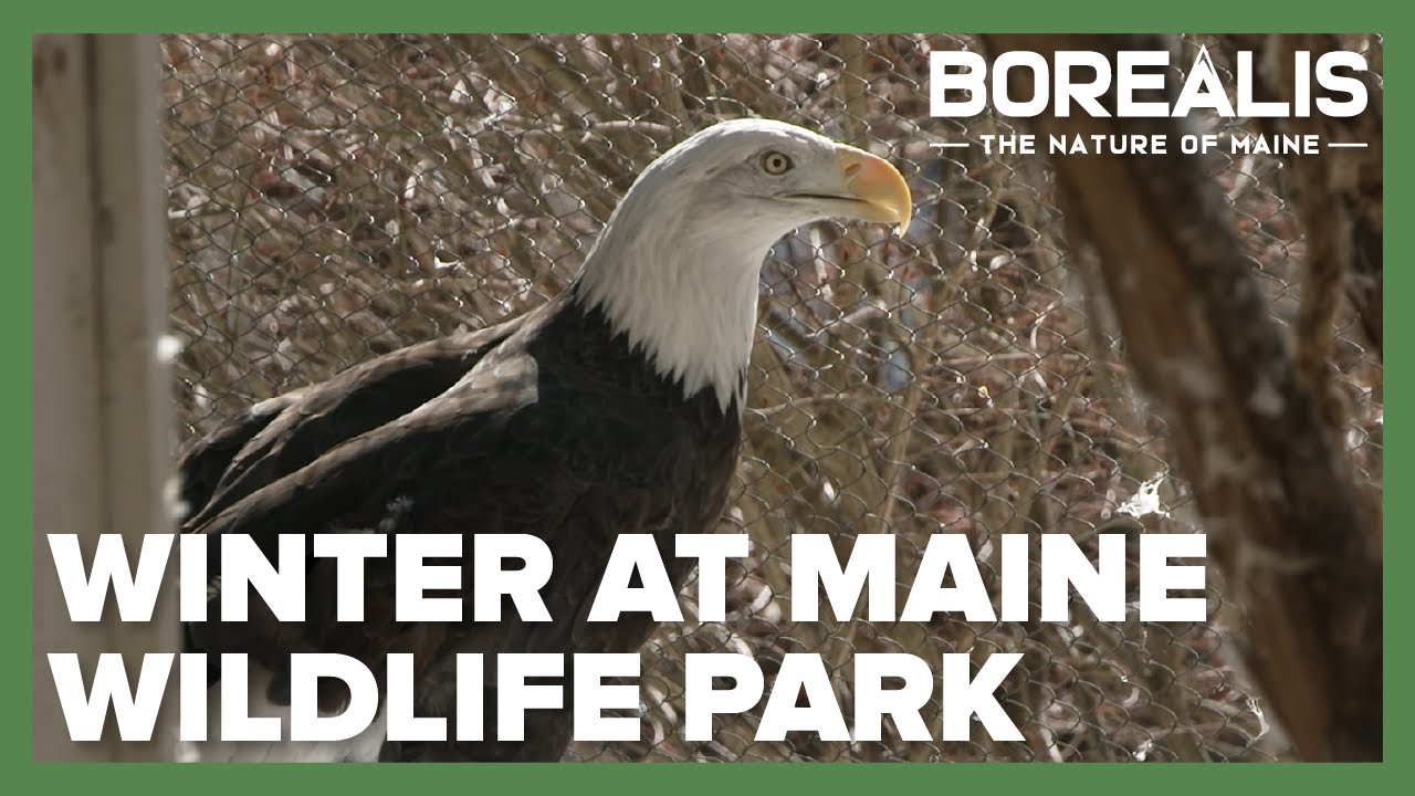 Sheltering for the winter at Maine Wildlife Park | Borealis Season Two