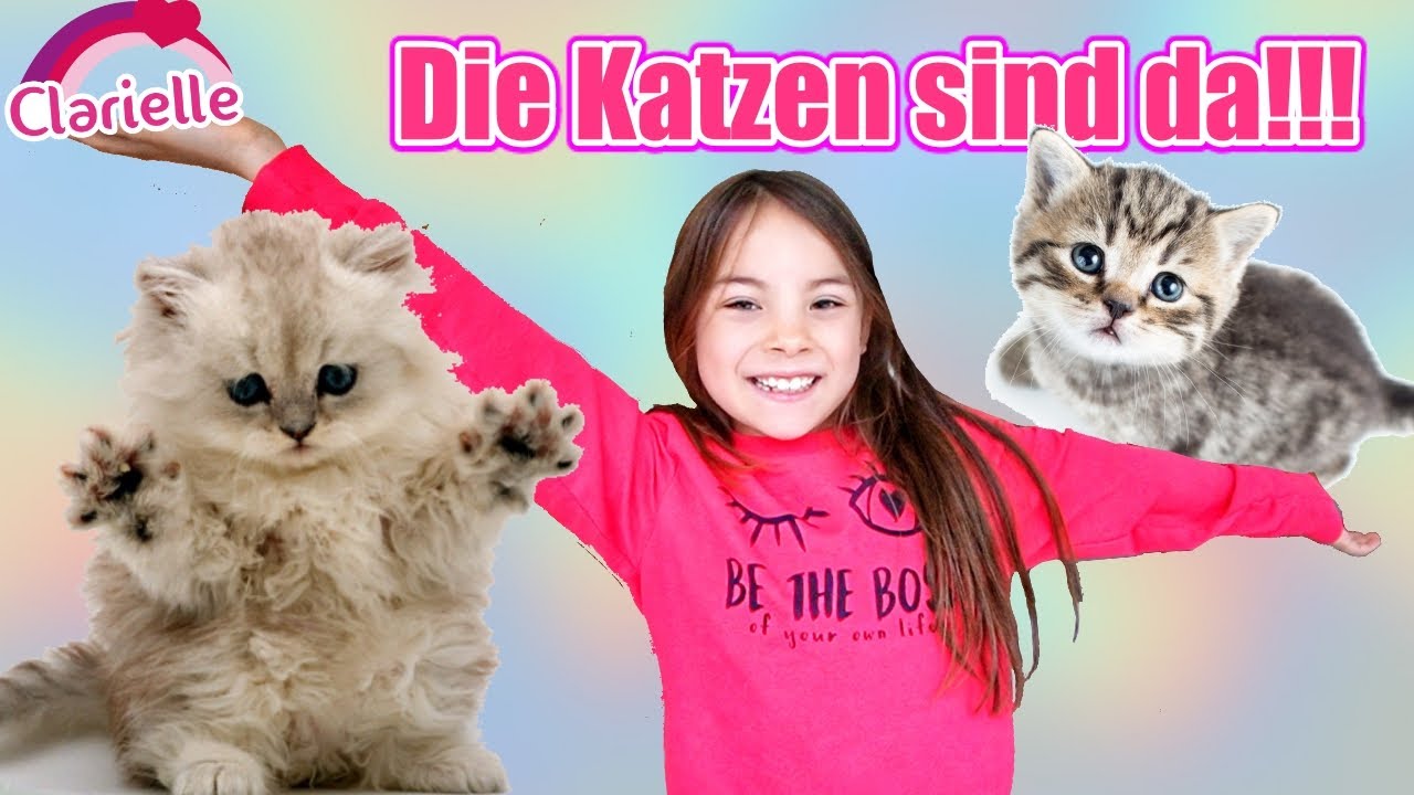 Meine Katzen sind da 😍 Ich stelle sie euch vor! Sie heißen... Spielen mit den Katzen | Clarielle