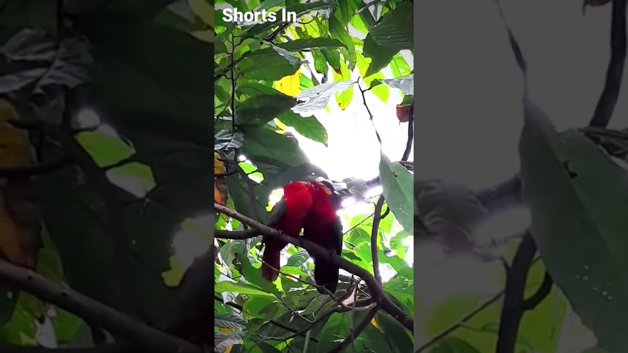 #Shorts King Parrot bird (Alisterus scapularis) making out of love