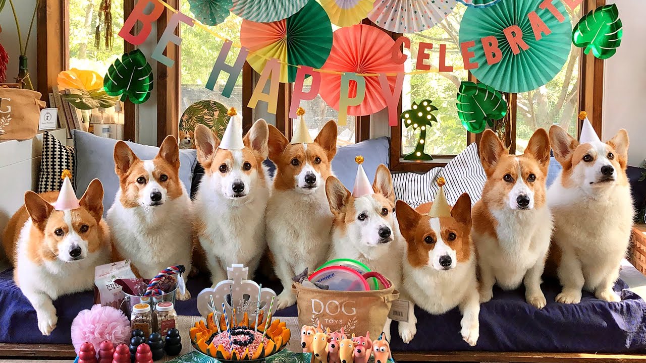 6코기의 다섯번째 생일파티에 초대합니다!  l 6CORGIS' 5th BIRTHDAY PARTY!!