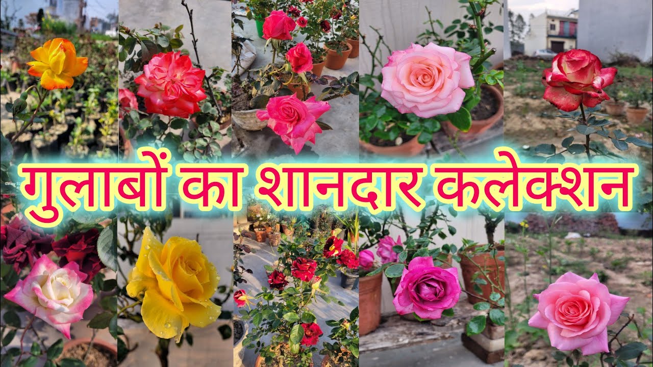 देखिये मेरे गार्डन के खूबसूरत गुलाब 🌹 | Beautiful rose collection in my garden 