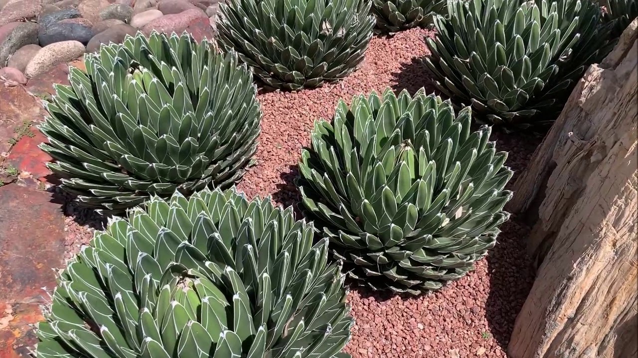 Beautiful Desert Landscaping 2019