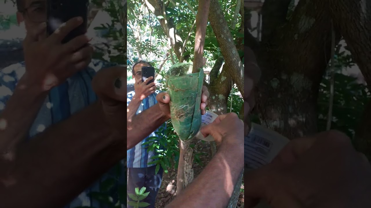 fazer muda de pitomba