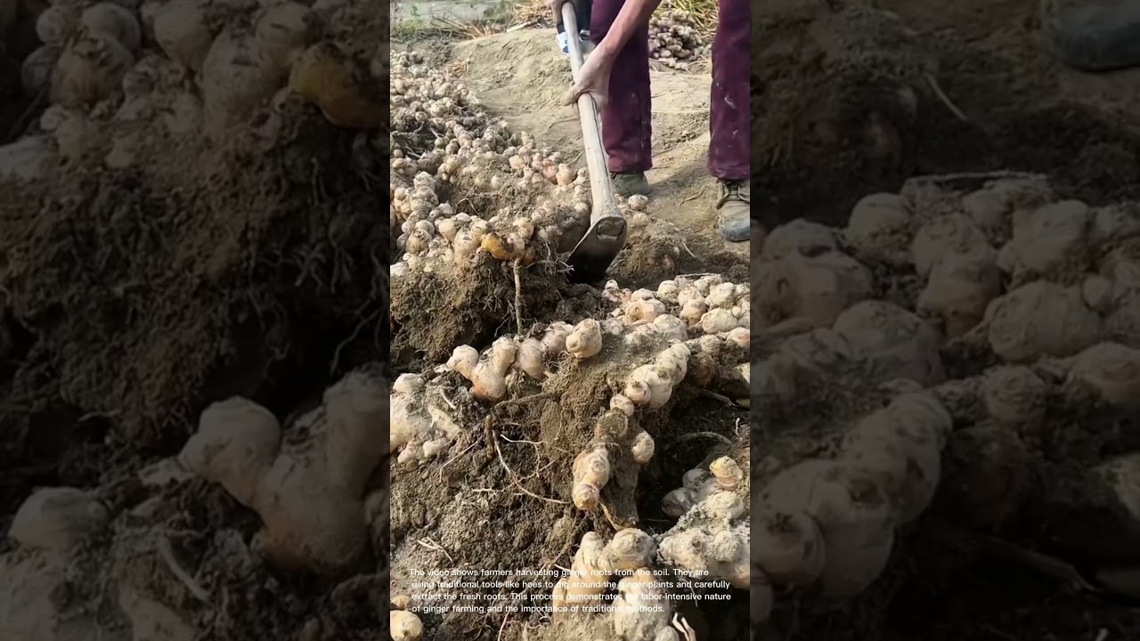 Ginger Harvest: Farmers Dig Up Fresh Roots with Traditional Tools
