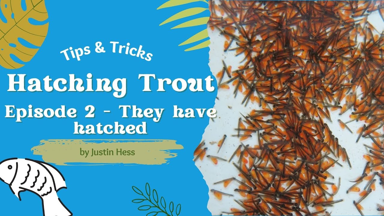 Hatching Trout - Episode 2 - The Eggs have hatched!