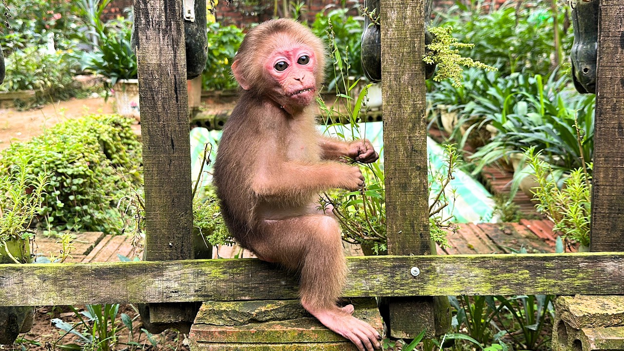 Baby Monkey Kaki Shocks Again with the Most Hilarious and Unbelievable Moments Ever Seen.