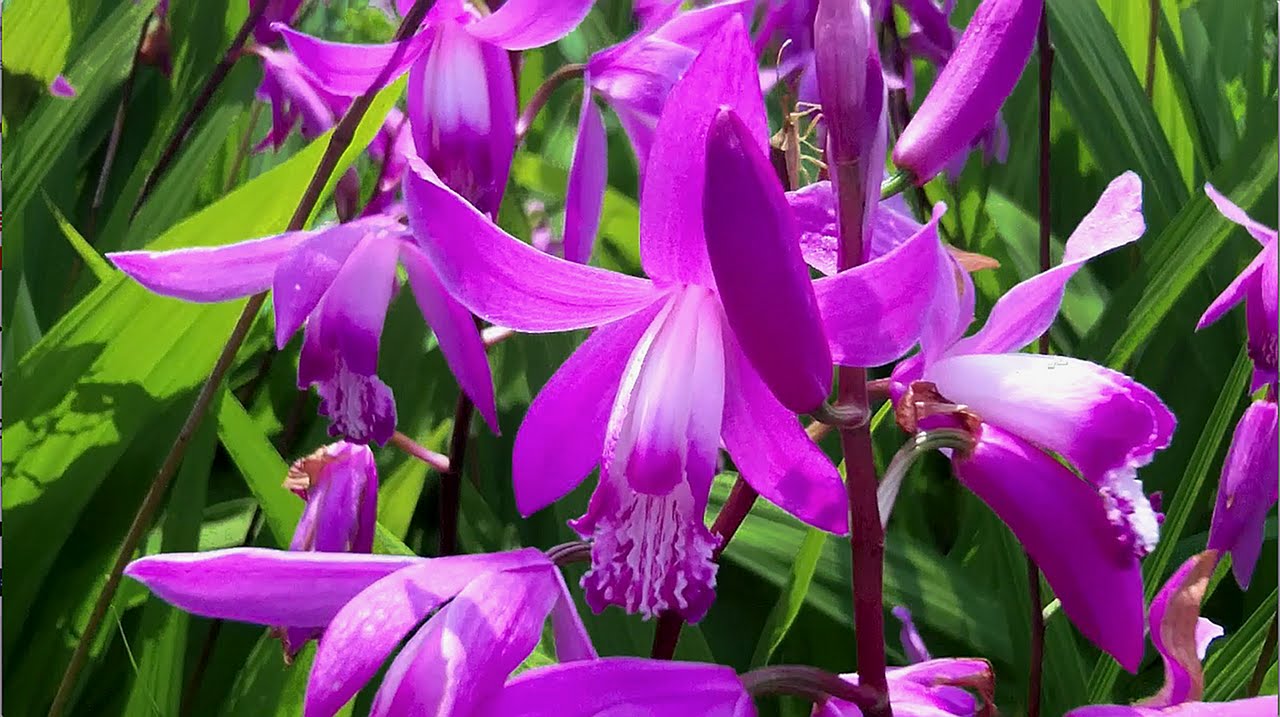 The hardy Chinese ground orchid, Bletilla striata