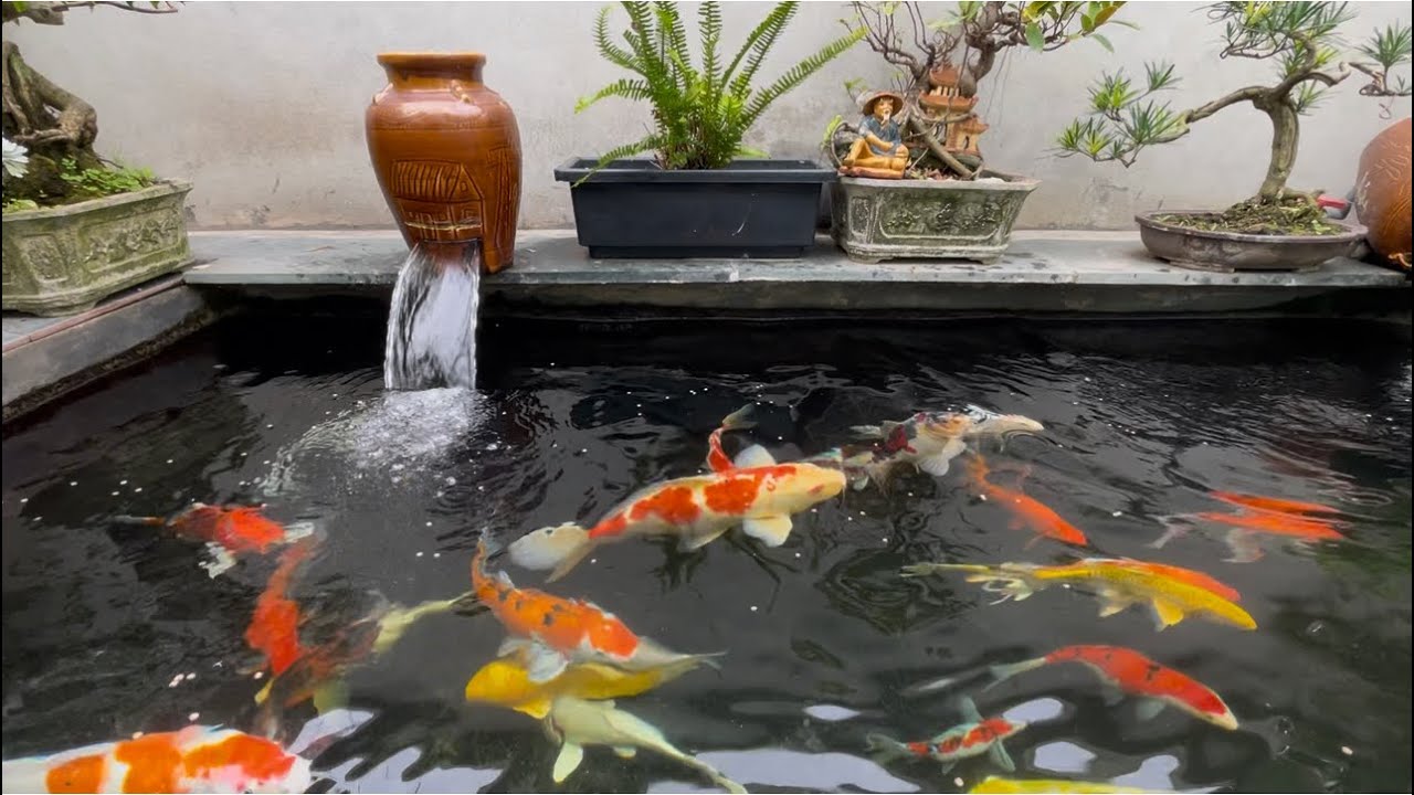 Hồ Cá koi Sân Vườn Đẹp ! Ngắm Cá Thư Giãn Không Gian Bình Yên 
