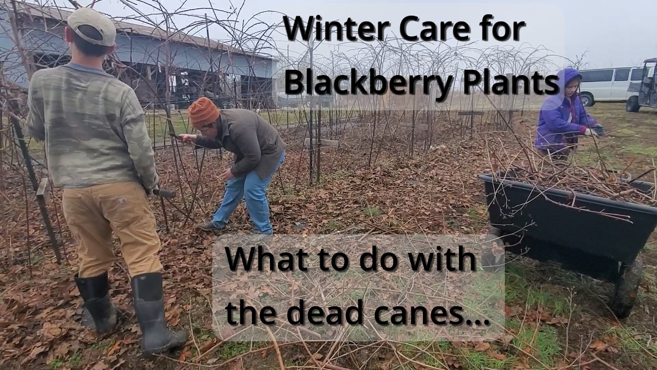 Spring Blackberry Pruning and Preparations for the season