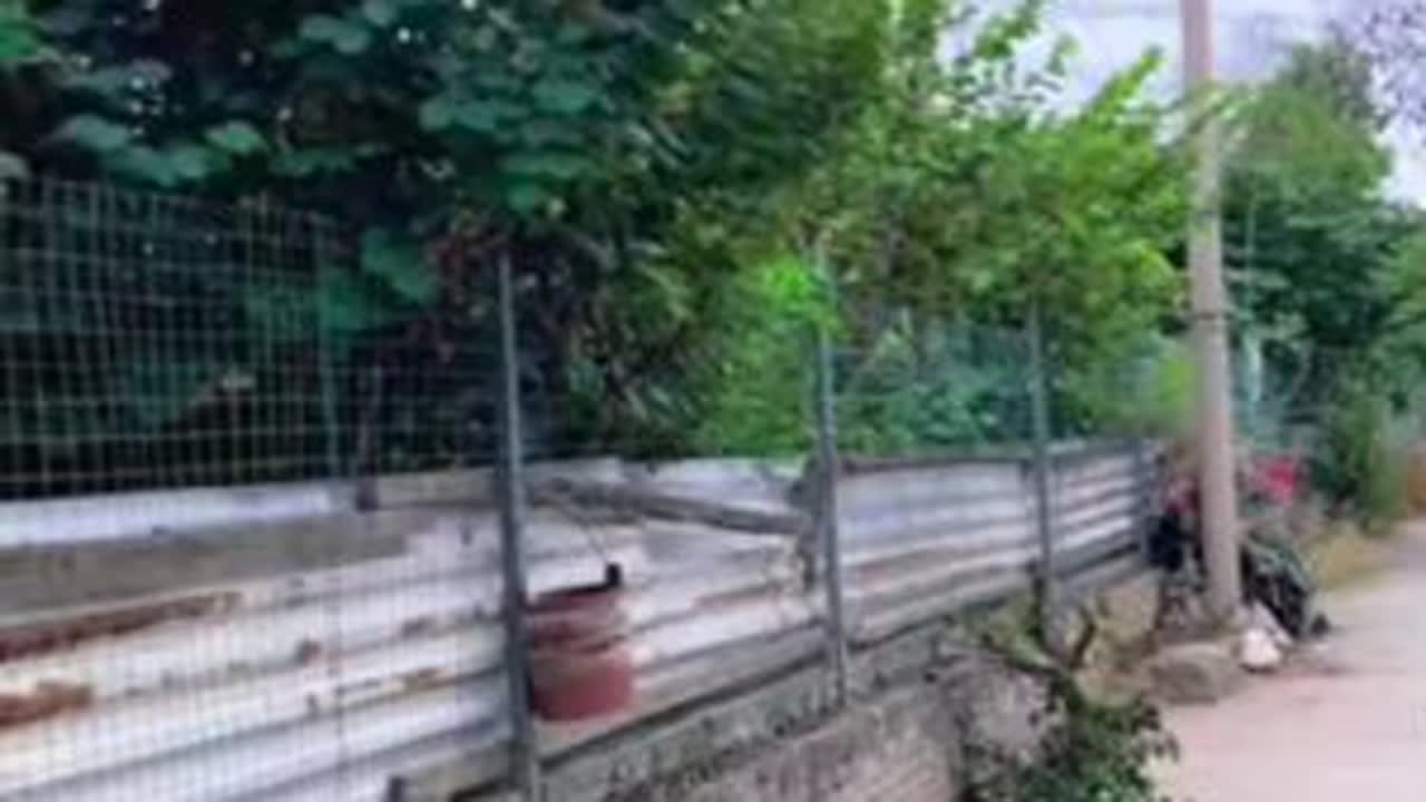 谁言寸草心 报得三春晖#村里那些事 #稻庄碎戏 #陕西方言 #剧情