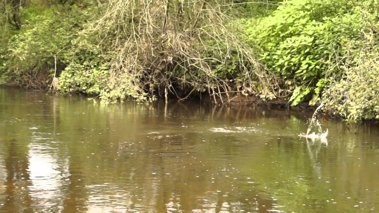 Dry fly delight