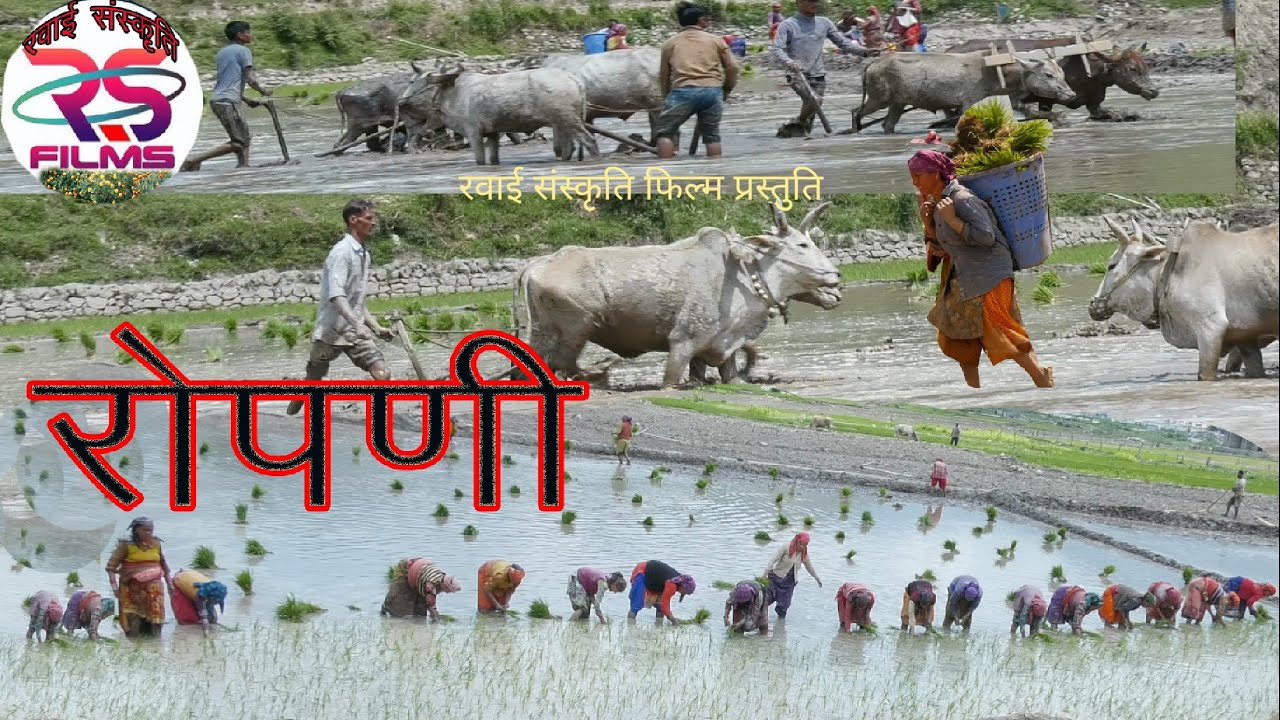पुरोला देवढूंग मे रोपाई