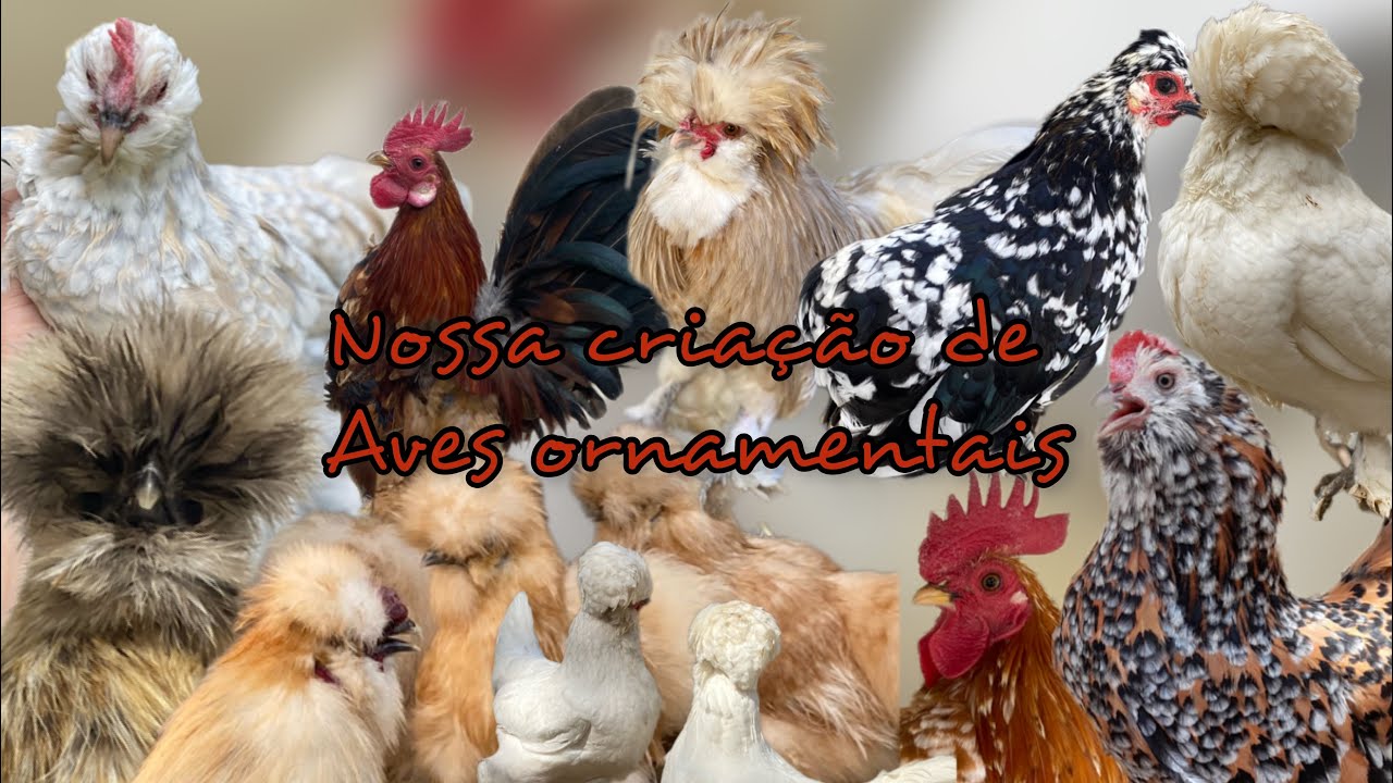 Minha criação de aves ornamentais