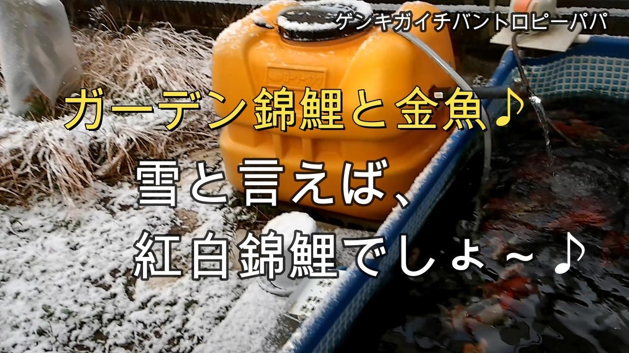 #錦鯉 #金魚 #aquarium   雪が降りましたね。そしたら錦鯉がみたくなりますよね？！
