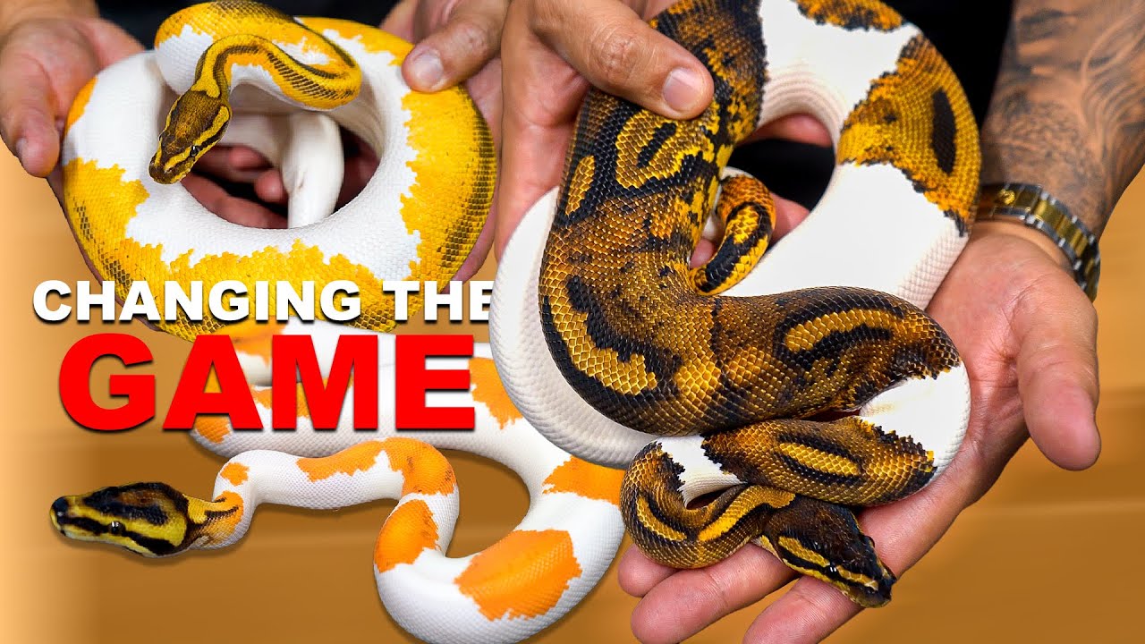 10 most Beautiful Snakes In My Collection!