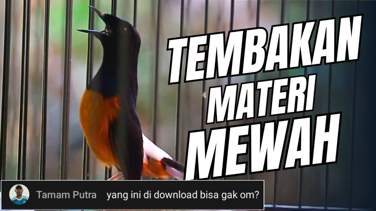 KEMARIN ADA YANG MINTA MASTERAN MURAI BATU INI, SILAHKAN DI DOWNLOAD VERSI VIDEO PENDEKNYA