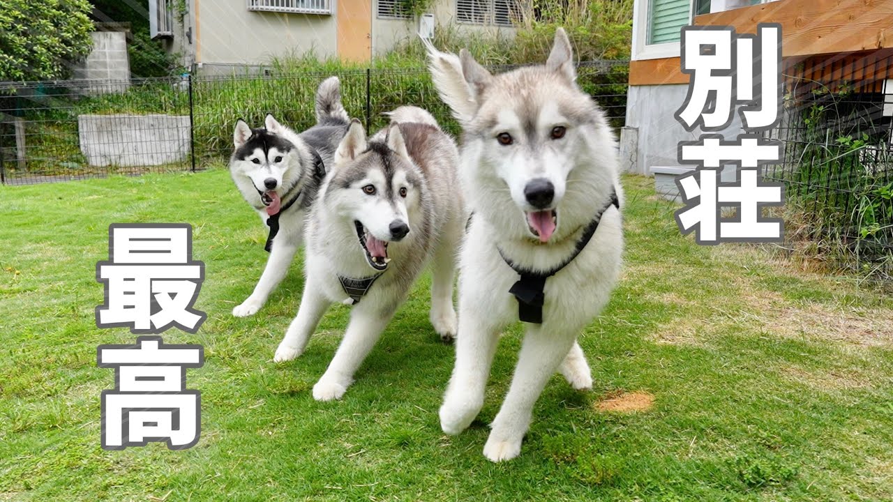 【伊豆】弟が出来て初めてハスキー3兄弟でお泊まりしたら愛おしすぎた・・・【お泊まり会②】【シベリアンハスキー】