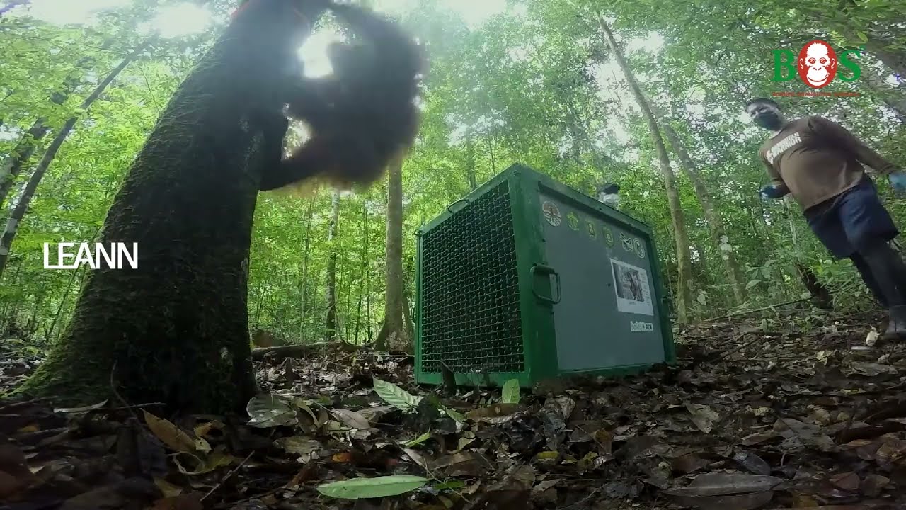25. Auswilderung aus Samboja Lestari | BOS | orangutan.de