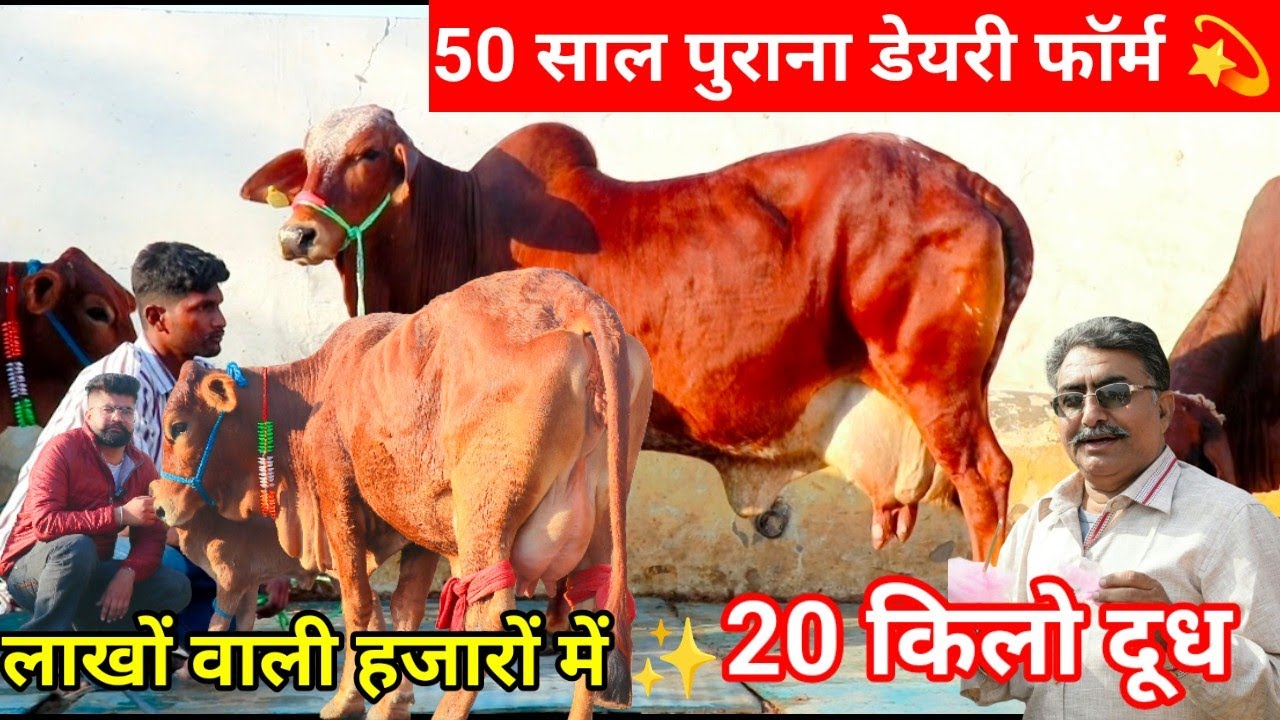 ✨50 साल पुराना डेयरी फॉर्म🌟पहली वीडियो में बड़ा धमाका लाखों वाली गाय हजारों में खरीदो😀20 किलो दूध 💫 