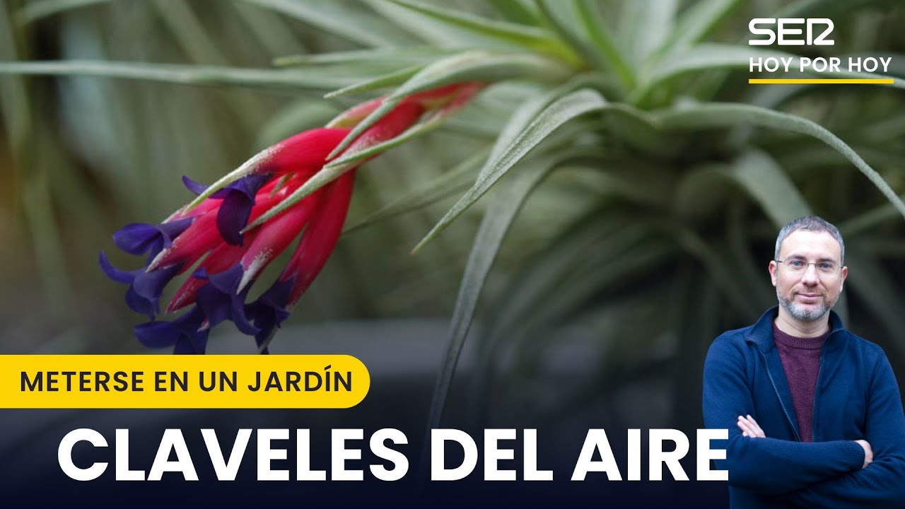 🌼 CLAVELES DEL AIRE, plantas MUY ESPECIALES casi SIN RAÍCES | Meterse en un jardín