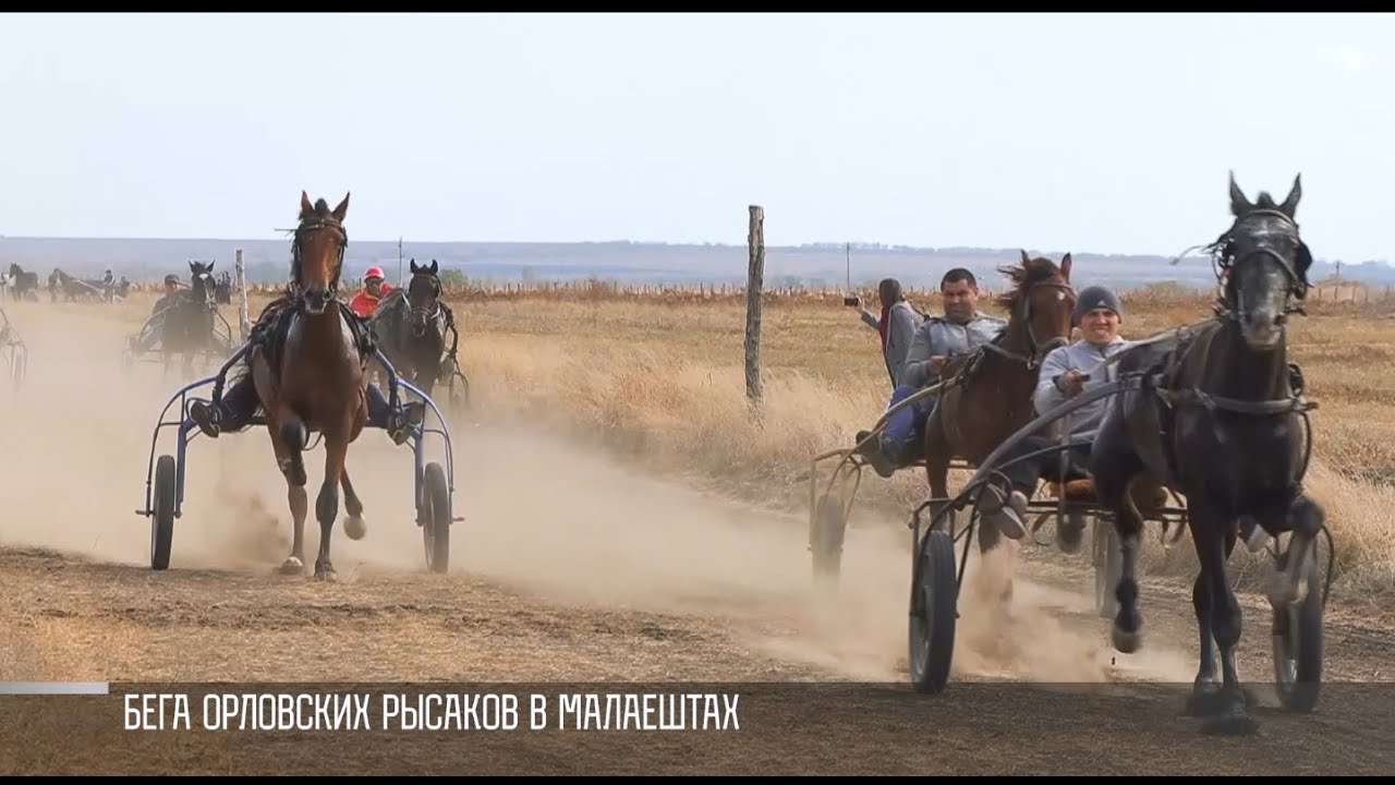 Орловские бега в Малаештах