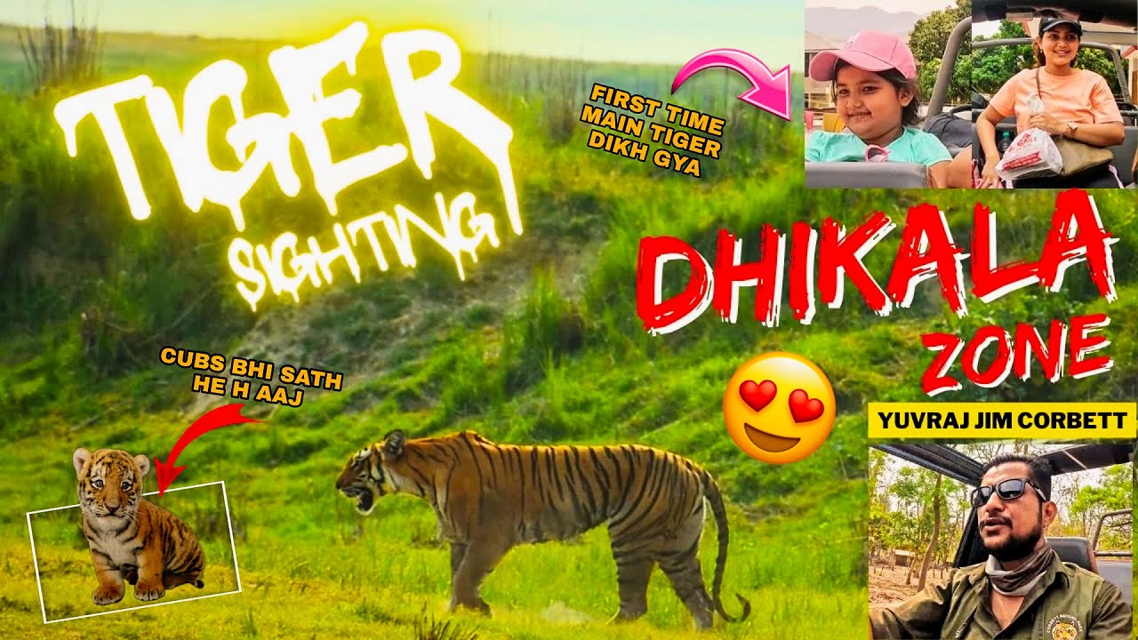 TIGER SIGHTING DIKHALA PAHUNCHTE HE 🥳 HEART OF CORBETT ❤ #yuvrajjimcorbett