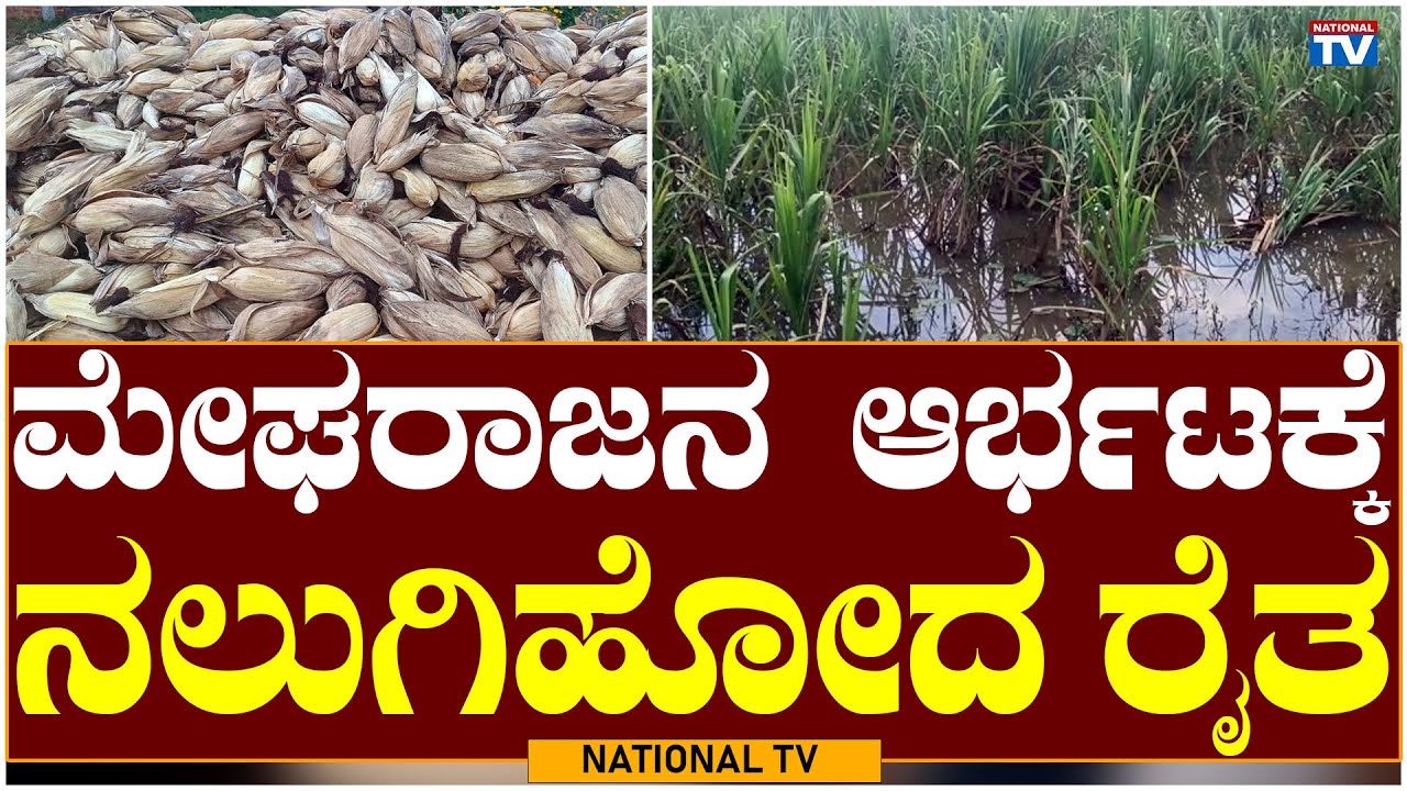 Heavy Rain: ಮೇಘರಾಜನ ಆರ್ಭಟಕ್ಕೆ ನಲುಗಿಹೋದ ರೈತ | Plight of Farmers | National TV