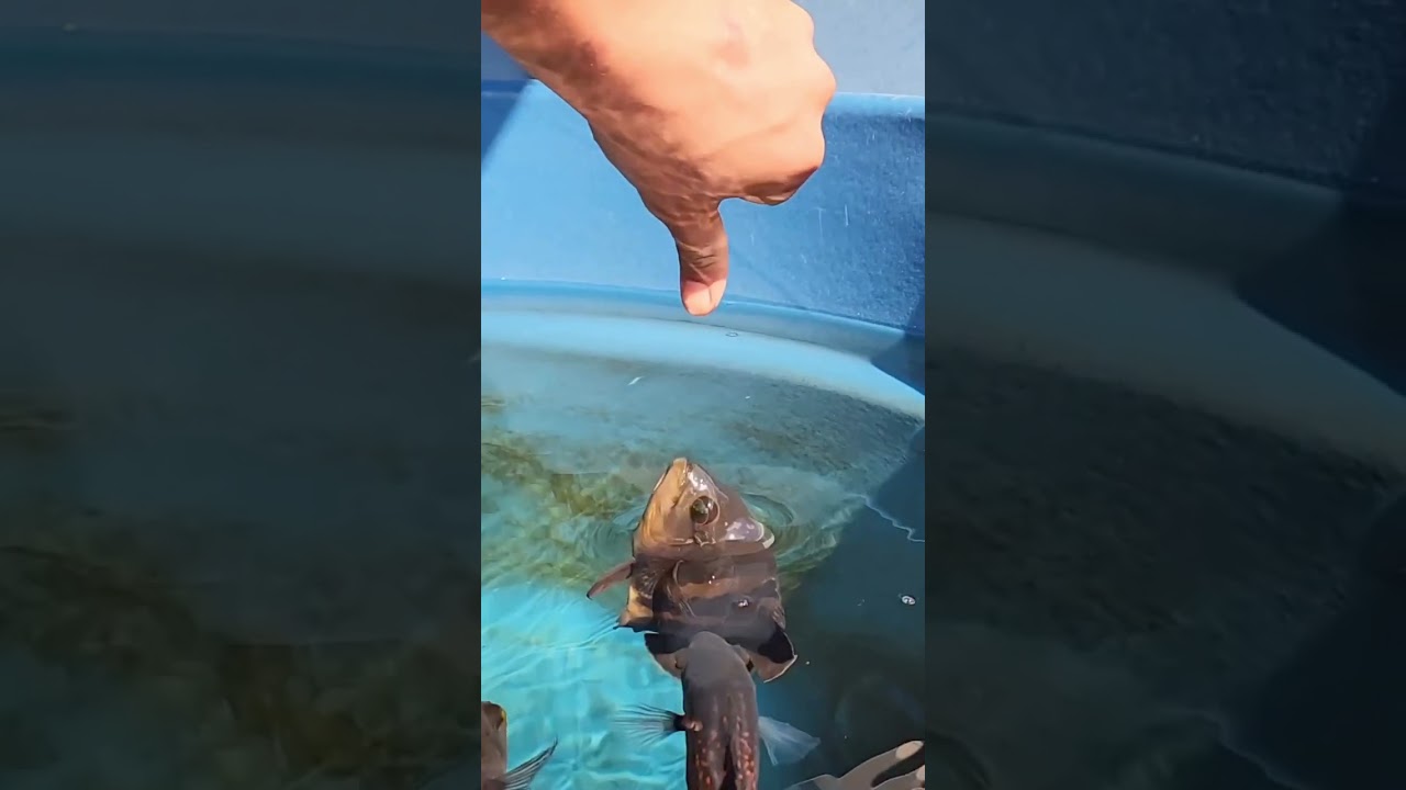 oscar fish dangerous bite || #shorts #shortvideo #oscar