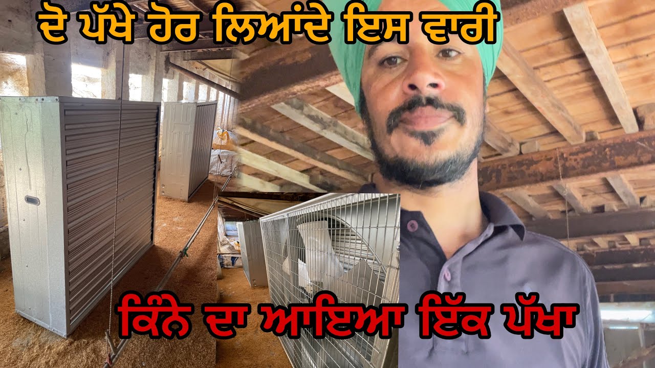 NEW FAN KRE BUY ||KINE DE AYE TE kITHO lYE #ecpoultryfarm @Maanpoultryfarm_gh2ob