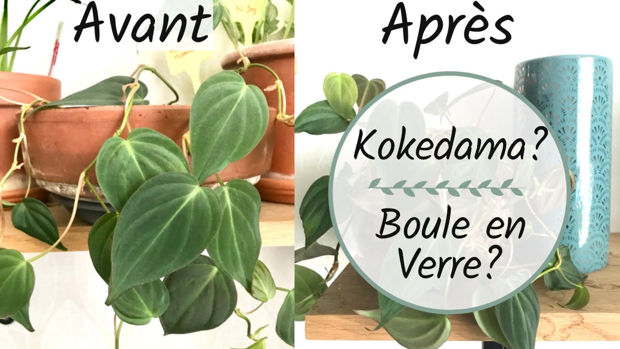 🌿Mon philodendron Micans est 3 fois plus canon en boule!!! 😍 | DIY DÉCO PLANTES