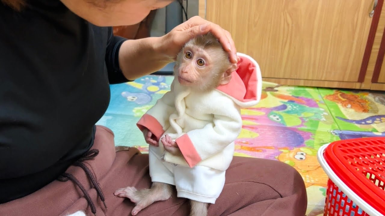 Cute moment of baby monkey Tina looking at her mother so adorable