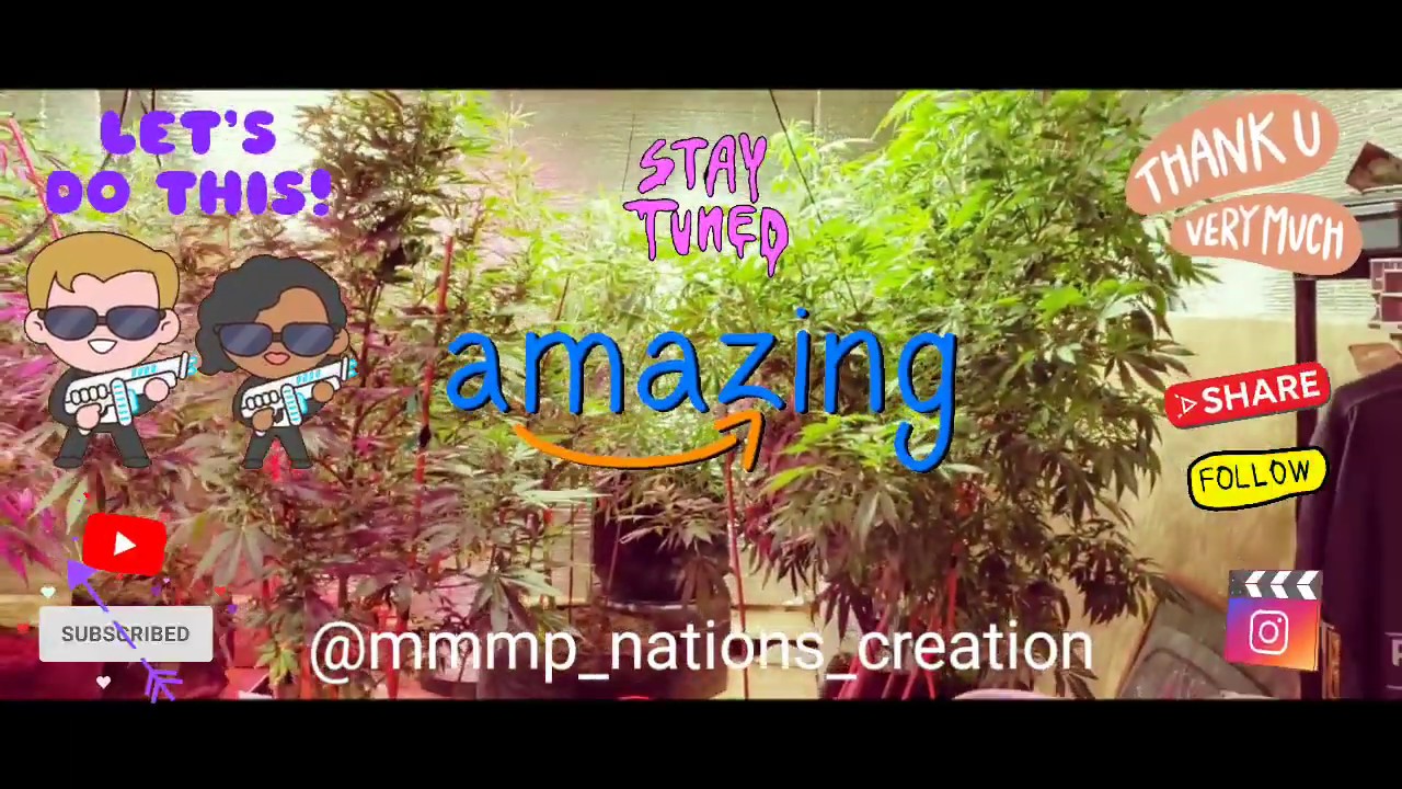 Transitioning marijuana plants outdoors
