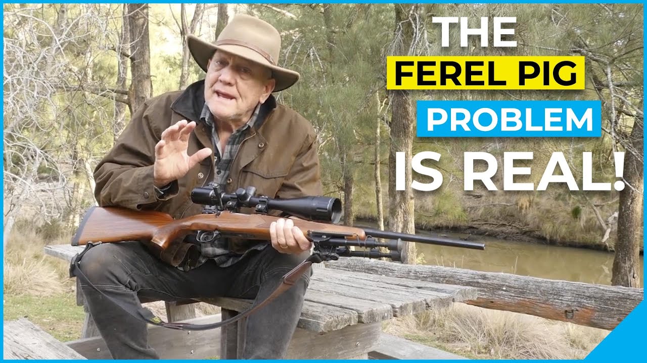 Feral Pig Invasion: How Hunters Are Helping Aussie Farmers