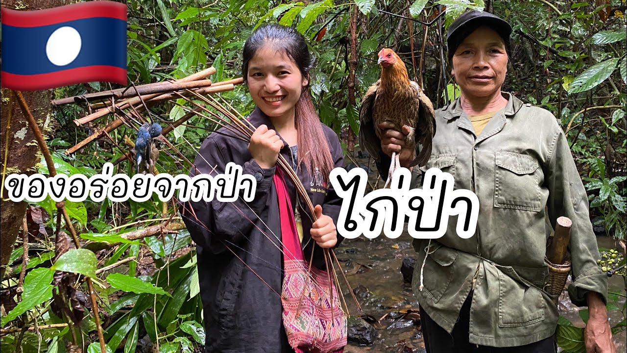ใส่กับดักไก่ป่า ที่ป่า อุดมสมบูรณ์ใน ส ป ป ลาว🇱🇦