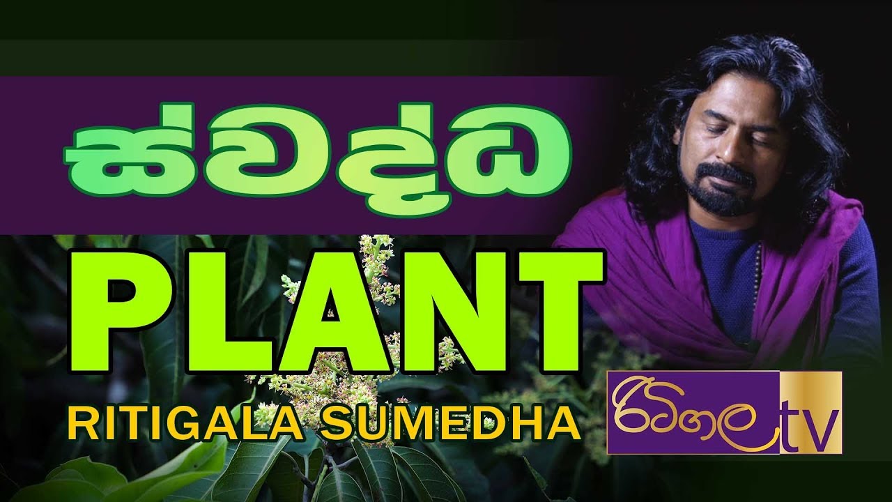 Swaddha | Plant | Ritigala Sumedha