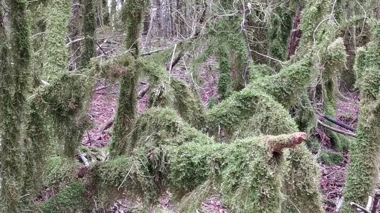 Auld Ridge - Ancient Pride