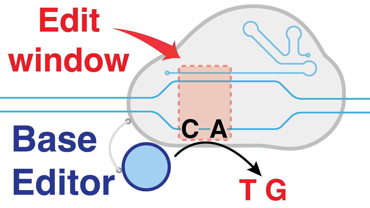 Base editing with CRISPR-Cas9