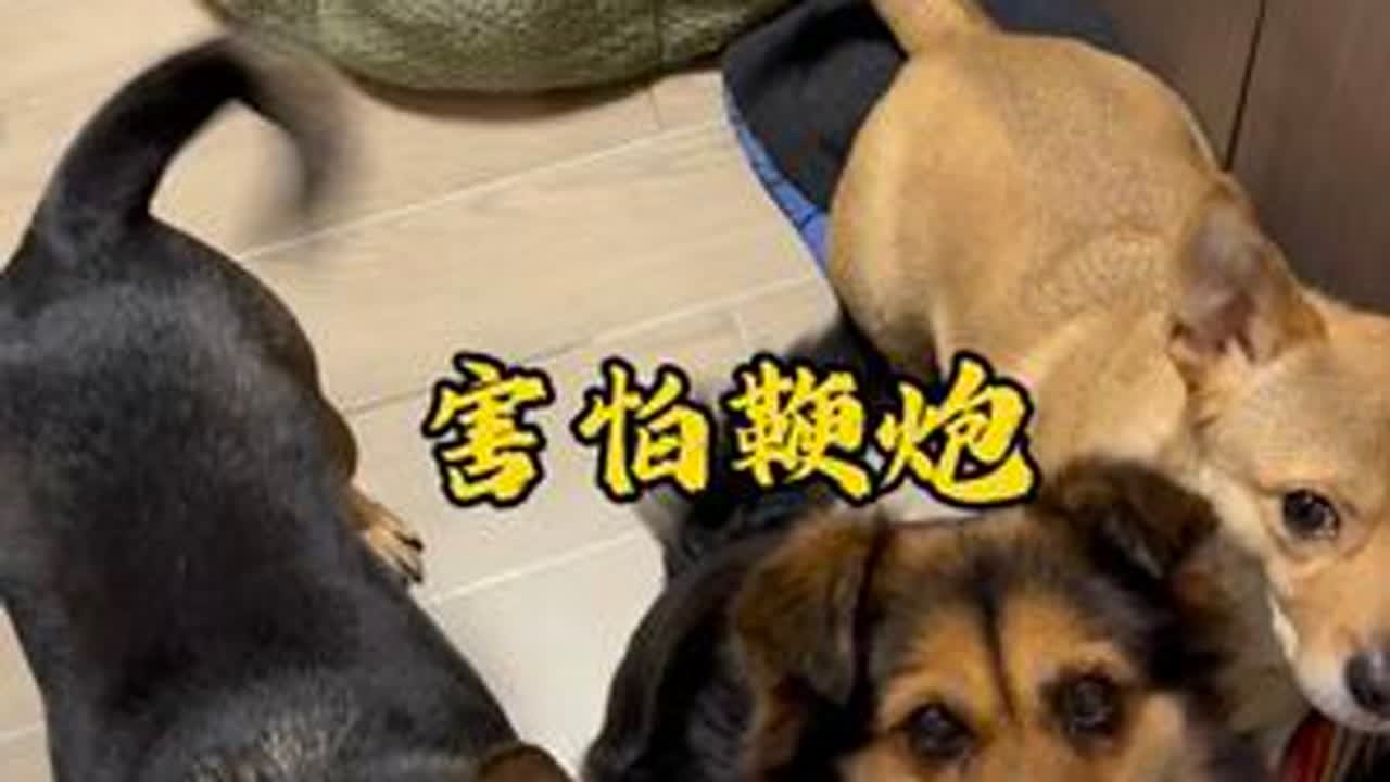 小黄特别害怕放鞭炮的声音， 所以趁没有放鞭炮，再带它下楼玩一次！ #狗狗的心思都写在脸上了 #我和狗狗的故事