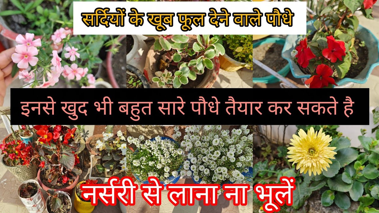 जनवरी में नर्सरी से लाए ये खूब फूल देने वाले पौधे जिनसे आप खुद भी पौधे तैयार कर सकते हैं 