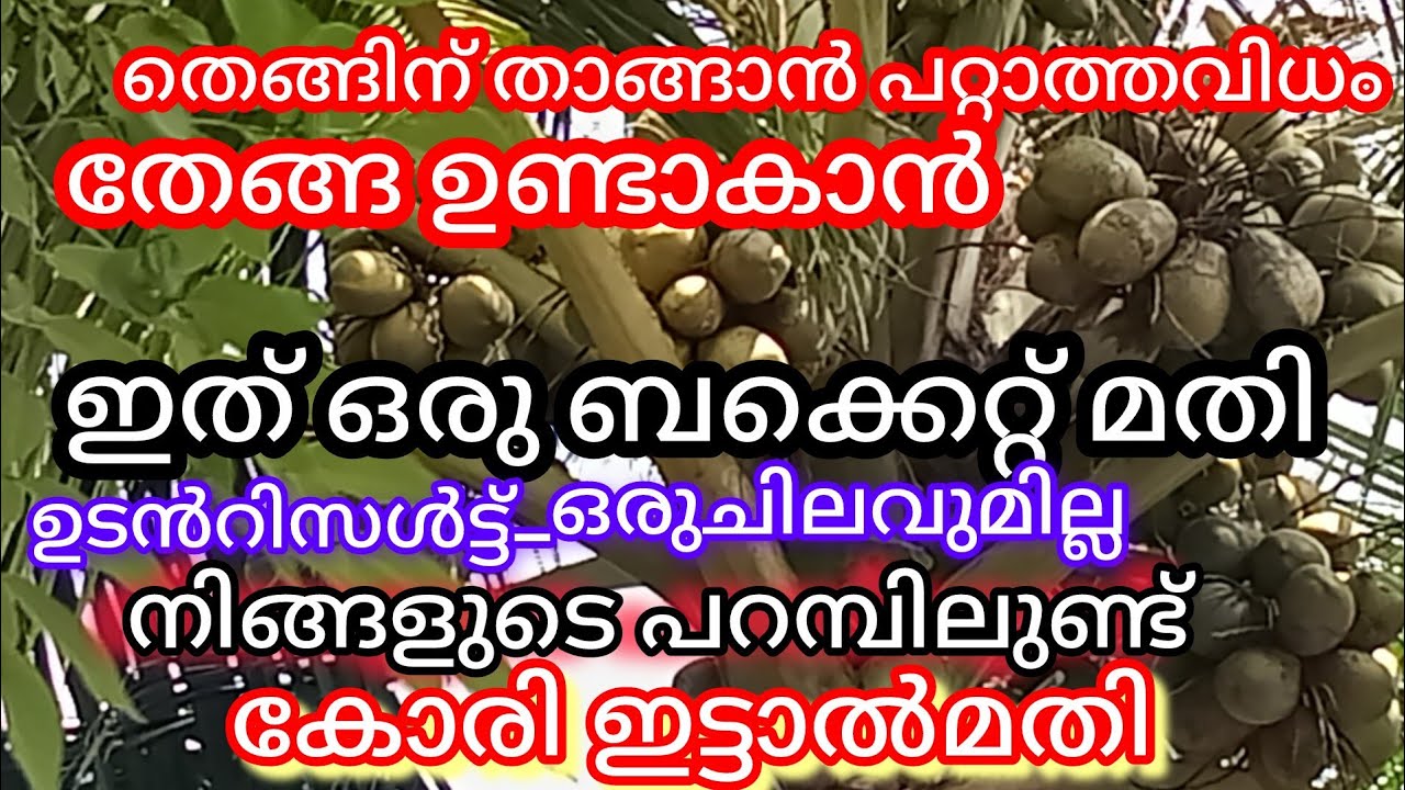 ഇത് നിങ്ങളുടെ പറമ്പിൽ ഉണ്ടായിരുന്നിട്ടും ഇതുവരെ തെങ്ങിന് ഇട്ടില്ലേ!a1luckylifemedia 