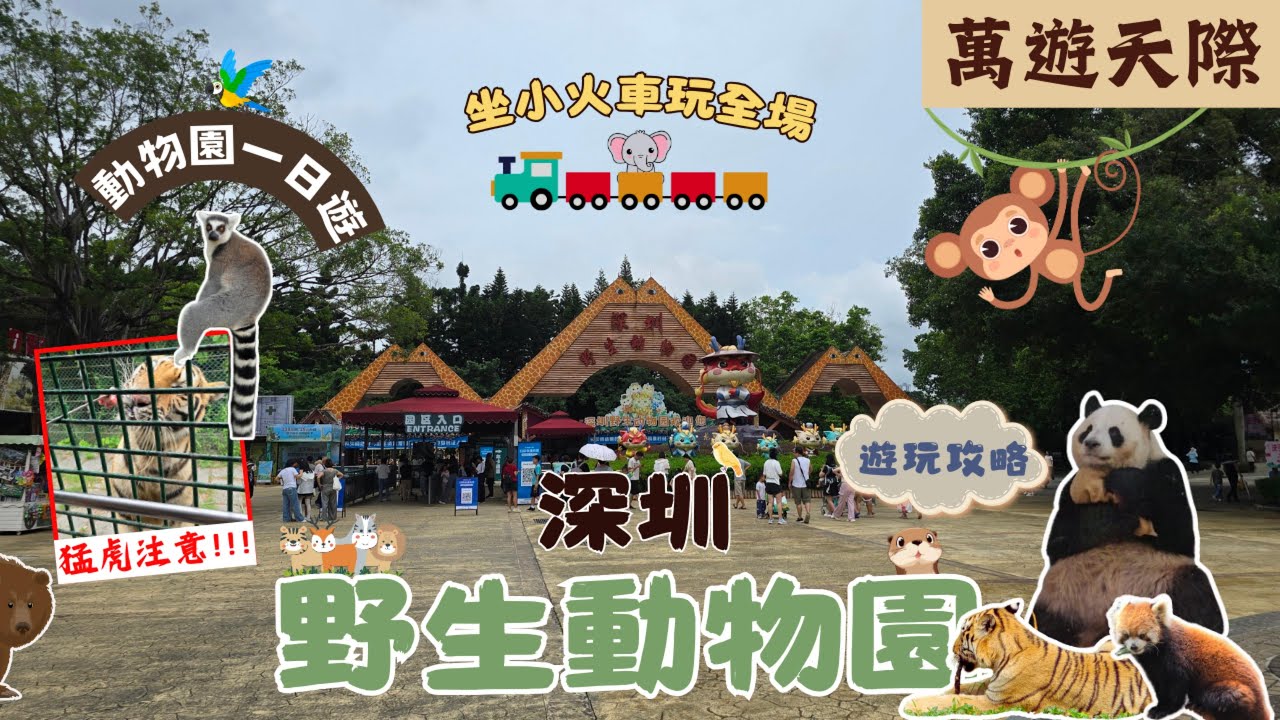 [2024 週末快閃] 深圳野生動物園 | 坐小火車制霸全園 | 呢隻究竟係貓定老虎！？ | 同馬騮零距離接觸 | 與熊貓共舞 | 兩日一夜 | 深圳好去處 2024 | 深圳一日遊 | 深圳好玩推介