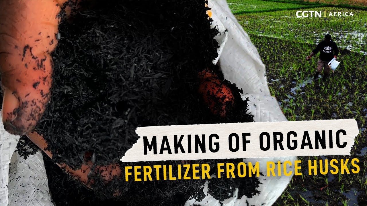 Turning rice waste into organic fertilizer in East Africa