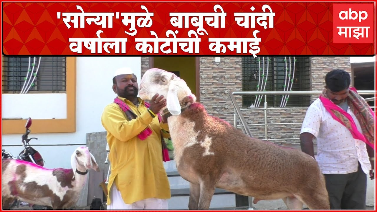 Sangola Sonya Bakara : दीड वर्षाचा बकरा, किंमत 55 लाख, मालकाने बकऱ्याचं एक पिल्लू विकून बांधला बंगला
