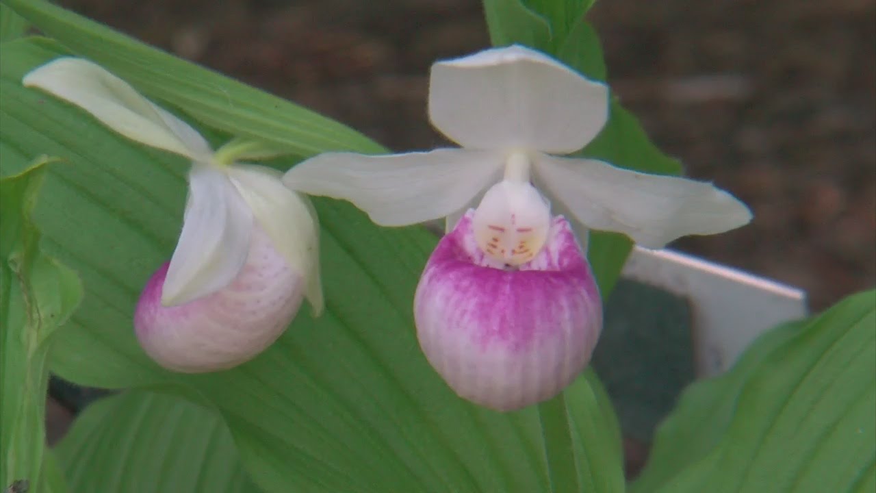 Minnesota Landscape Arboretum Investigating Theft Of Lady’s Slipper Flower