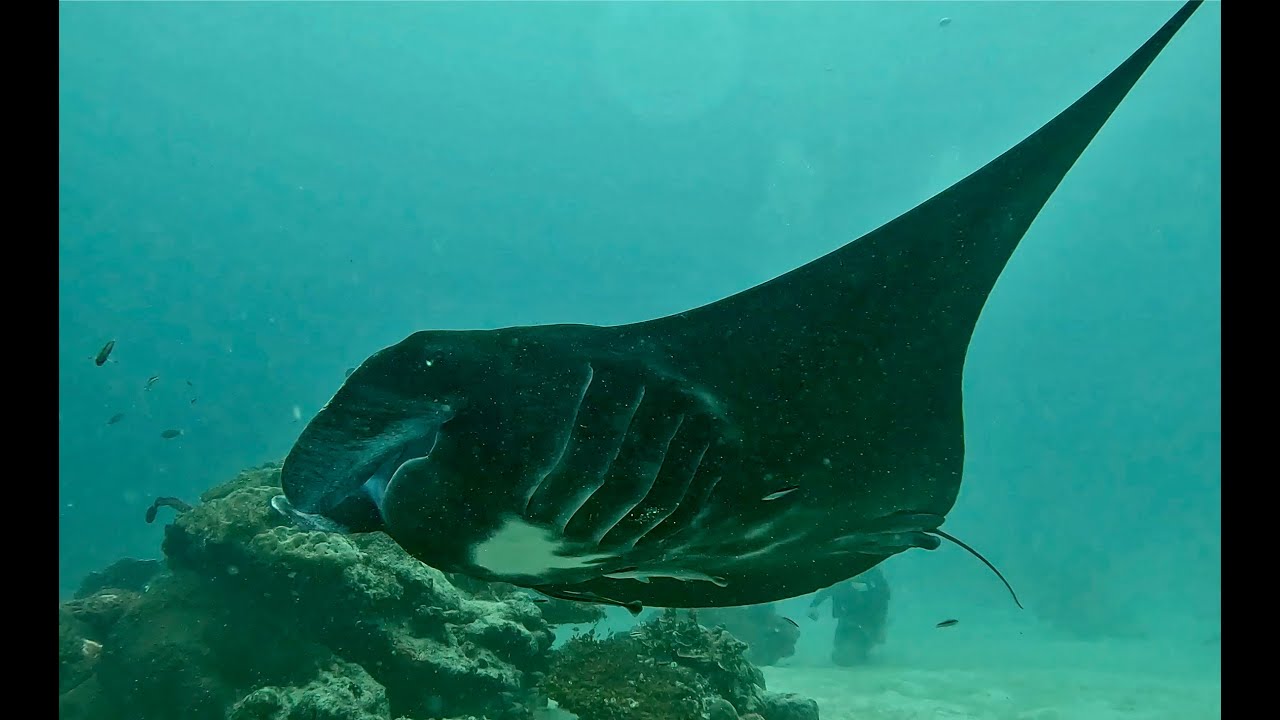 Scuba Diving with Black Manta in Palau