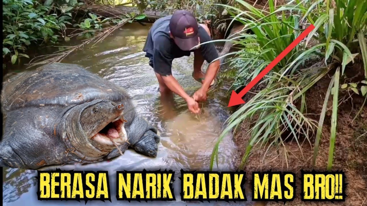 MANCING LABI-LABI/BULUS DI SUNGAI PINGGIRAN HUTAN || FULL STRIKE MACAM-MACAM JENIS...